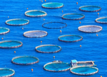 Aquaculture on the rise in Morocco