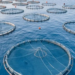 National Authority for Remote Sensing Targets Investment Map for Aquaculture in the Red Sea