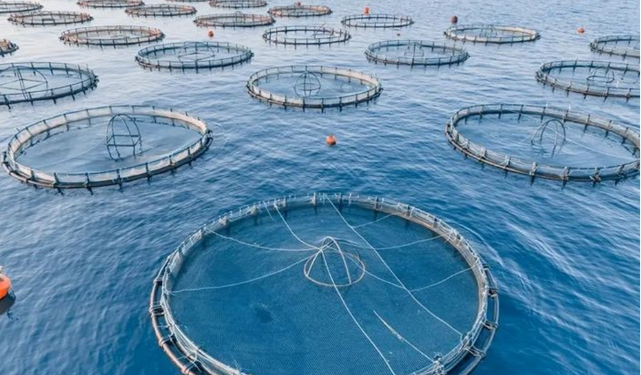 National Authority for Remote Sensing Targets Investment Map for Aquaculture in the Red Sea