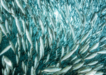 Small fish, the solution that feeds the planet