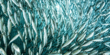 Small fish, the solution that feeds the planet
