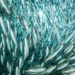 Small fish, the solution that feeds the planet