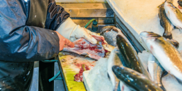 Sustainable innovation in the fish industry revolutionises waste management