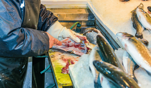 Sustainable innovation in the fish industry revolutionises waste management