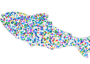 Fish and microplastics, a disturbing link that threatens our health