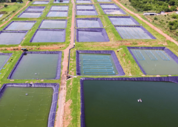 Global aquaculture and food security. The future passes through Africa
