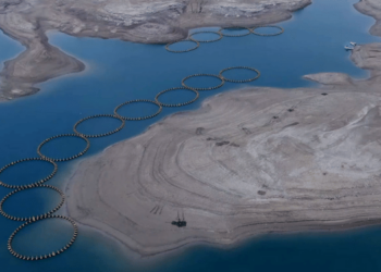 Iraq aquaculture on the rise with Al Rafedeen Fish