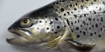 Russia accelerates fish feed production and reduces dependence on imports