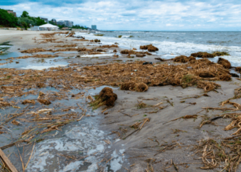 Black Sea, ecological disaster after the destruction of the Ukrainian dam