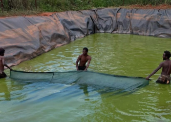 Bridget Njenga Transforming African Aquaculture with Innovation and Sustainability