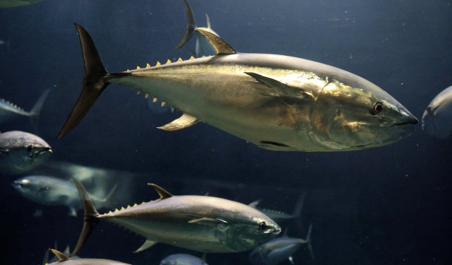 State of tuna fishing in 2025. Global data from the new ISSF report