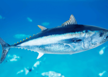 Study reveals abundance of tuna outside MPAs