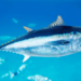 Study reveals abundance of tuna outside MPAs