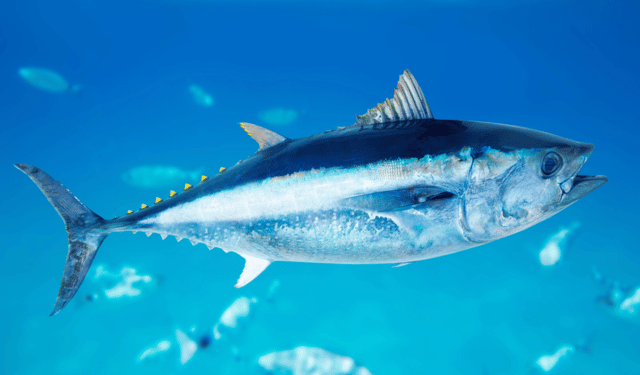 Study reveals abundance of tuna outside MPAs