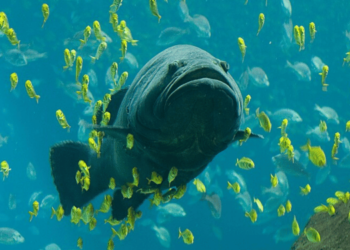 The future of RAS aquaculture in Europe includes giant grouper