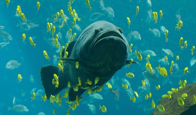 The future of RAS aquaculture in Europe includes giant grouper