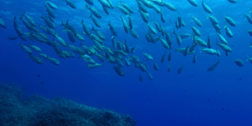 Fish DNA adapts to climate change