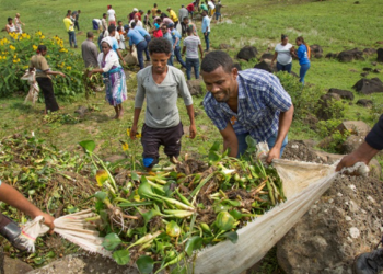 From invasive weed to opportunity: the case of water hyacinth