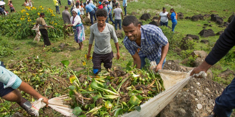 From invasive weed to opportunity: the case of water hyacinth