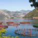One Health and aquaculture: an integrated approach for a sustainable future