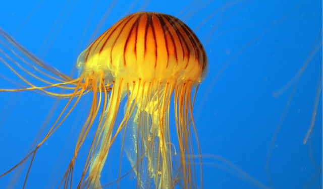 Our Ocean 2025 marine sustainability discussed in Busan