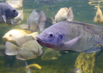 PART 1: Circular economy and Aquaculture feed: no common feed (NCF) and Jamaican case study