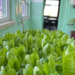 Petrichor Aquaponics Cultivating Innovation and Resilience in the Heart of Palestine