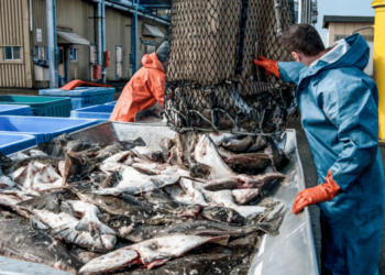 Revolution against illegal fishing. A genetic test reveals everything in a few hours