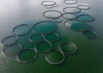 The aquaculture paradox feeding fish to other fish