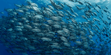 Sonar and selectivity: new frontiers for acoustic fish size estimation