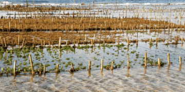 Algae, a growing industry from food innovation to ecosystem restoration