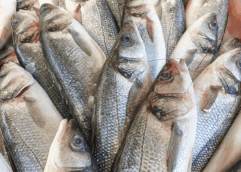 Fish and hormones what you need to know about modern aquaculture