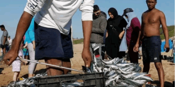 The Sardine Run Nature’s Greatest Coastal Show in South Africa