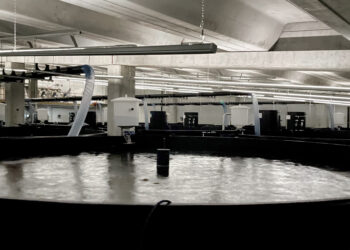 Making Future: AFRY’s contribution to the international aquaculture revolution with RAS