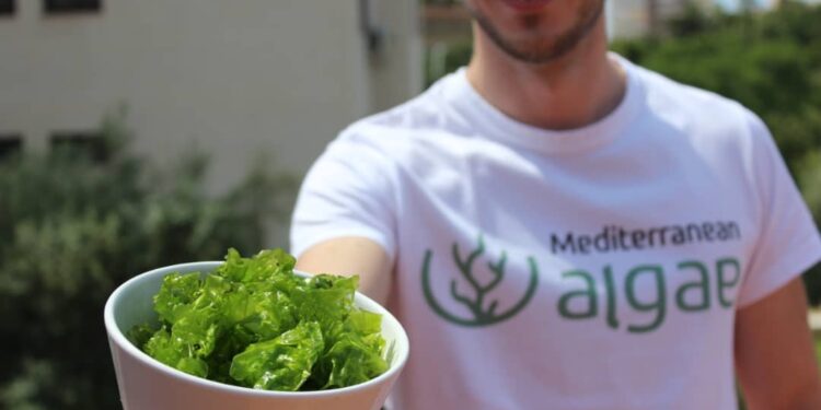 Mediterranean Algae: Unlocking the Blue Bioeconomy Potential of the Mediterranean