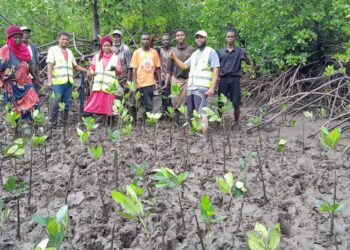Lamu Bay’s Mangrove Revival: A Community-Led Beacon for Climate Resilience