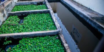 Feeding a Nation, Empowering a People: Cameroon’s Blue Horizon