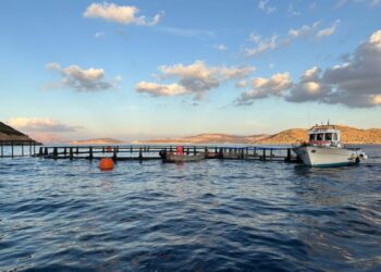 BlueAquaEdu Summer School: Bridging Science and Practice for a Sustainable Aquaculture Future