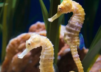 150 seahorses were released into the Mar Piccolo of Taranto thanks to the Aquarium of Genoa