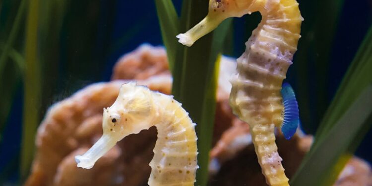 150 seahorses were released into the Mar Piccolo of Taranto thanks to the Aquarium of Genoa