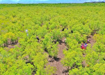 Ghana’s Mangrove Women: Resilient Guardians of Oysters