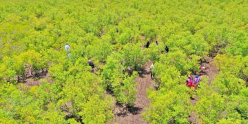 Ghana’s Mangrove Women: Resilient Guardians of Oysters