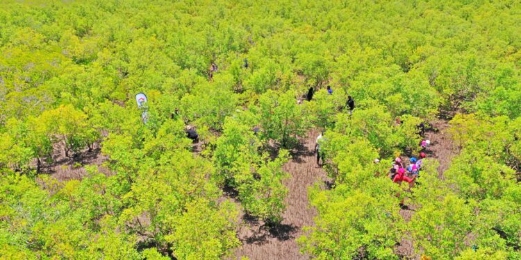 Ghana’s Mangrove Women: Resilient Guardians of Oysters