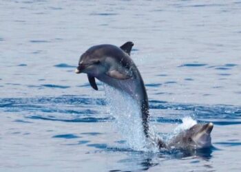 Why marine policy is key to protecting Malta’s bottlenose dolphins