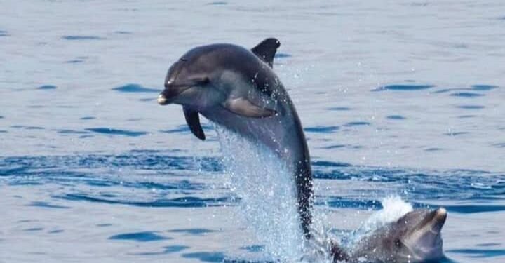 Why marine policy is key to protecting Malta’s bottlenose dolphins