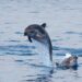 Why marine policy is key to protecting Malta’s bottlenose dolphins