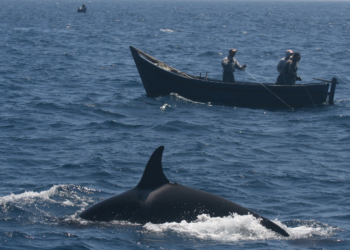 Are orcas really attacking boats? What science tells us