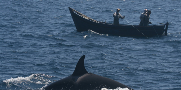 Are orcas really attacking boats? What science tells us