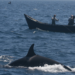Are orcas really attacking boats? What science tells us