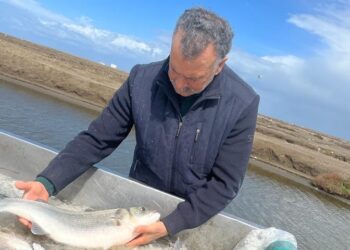 The Ghanem family’s journey from a small fish farm to a leading aquaculture business in the Diba Triangle, Damietta, Egypt